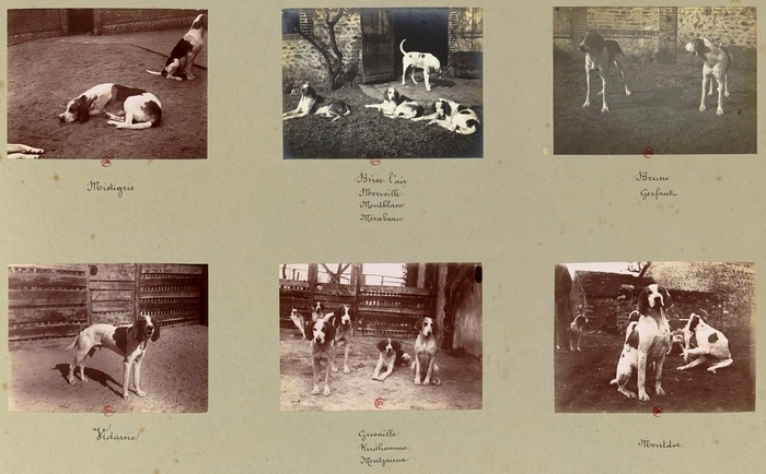 La meute (6) - Tiré de l'ouvrage L'Equipage du marquis de Chambray - Photos de Maurice de Gasté (1894) - Bnf (Gallica)